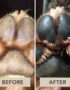 Paw Protection for Your Furry pets: Pet Paw Balm for Dogs & Cats - Moisturize & Protect Dry Paws Year-Round!