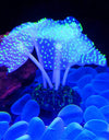 Silicone Glowing Artificial Fish Tank Light Aquarium Coral Plants Underwater Lights Pets Decor Aquatic mushroom seahorse light