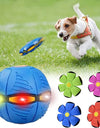 Dog Frisbee